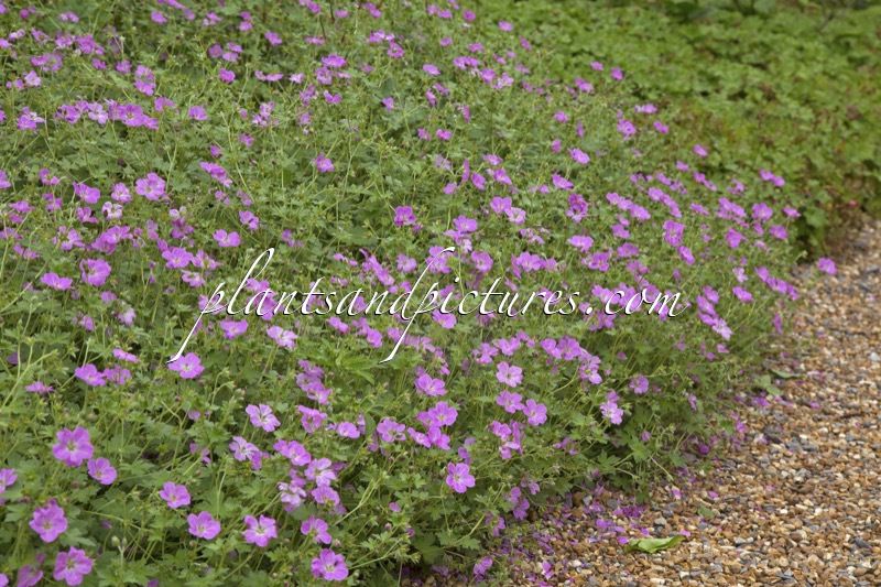 Geranium riversleaianum ‘Mavis Simpson’