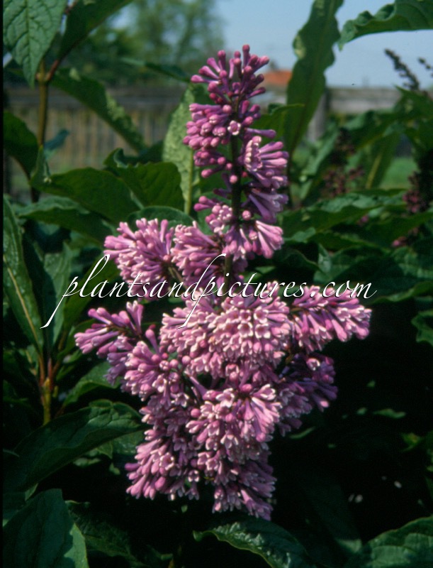Syringa ‘Royalty’