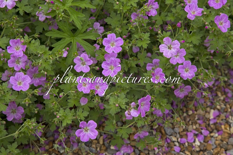 Geranium riversleaianum ‘Mavis Simpson’