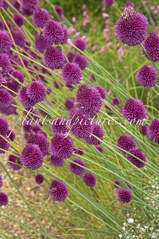 Allium sphaerocephalon