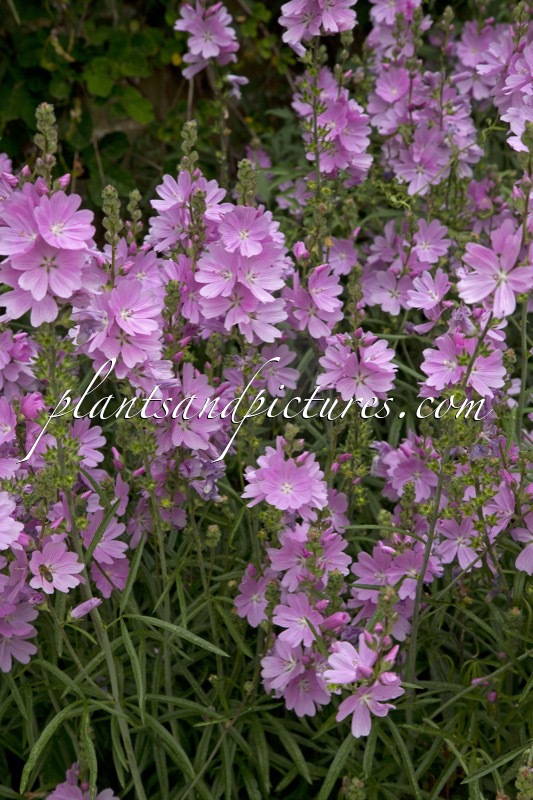 Sidalcea ‘Sussex Beauty’