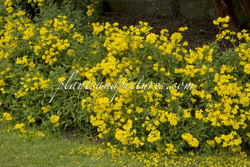 Calceolaria integrifolia
