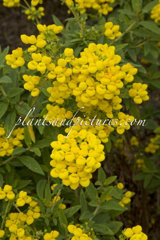 Calceolaria integrifolia