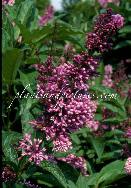 Syringa ‘Royalty’
