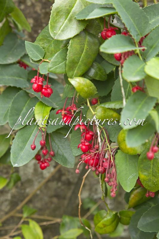 Berberidopsis corallina
