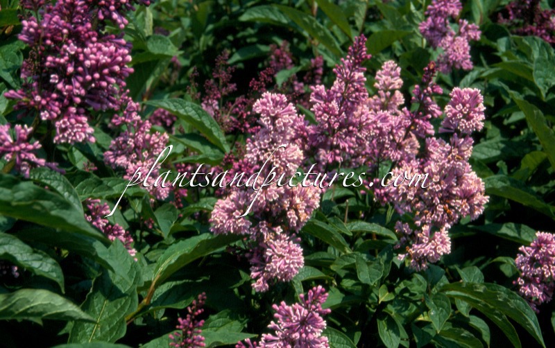 Syringa ‘Royalty’
