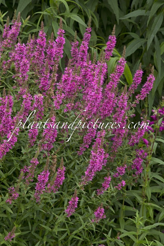 Lythrum salicaria ‘Rosy Gem’