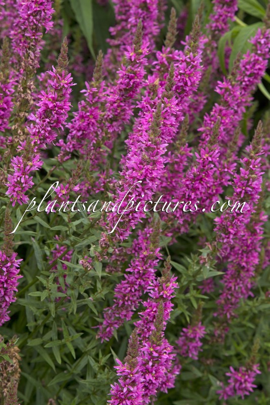Lythrum salicaria ‘Rosy Gem’