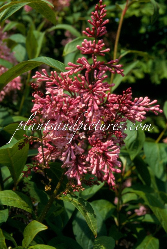 Syringa ‘James MacFarlane’