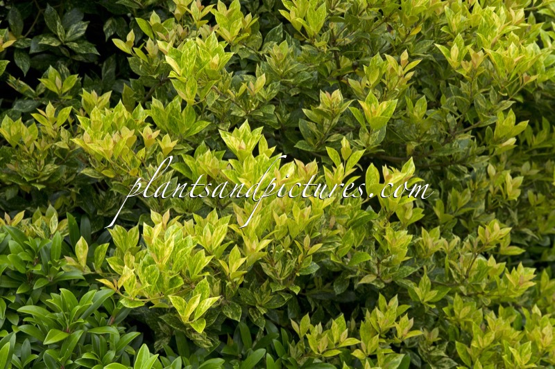 Osmanthus heterophyllus ‘Goshiki’