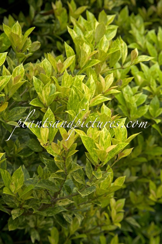 Osmanthus heterophyllus ‘Goshiki’