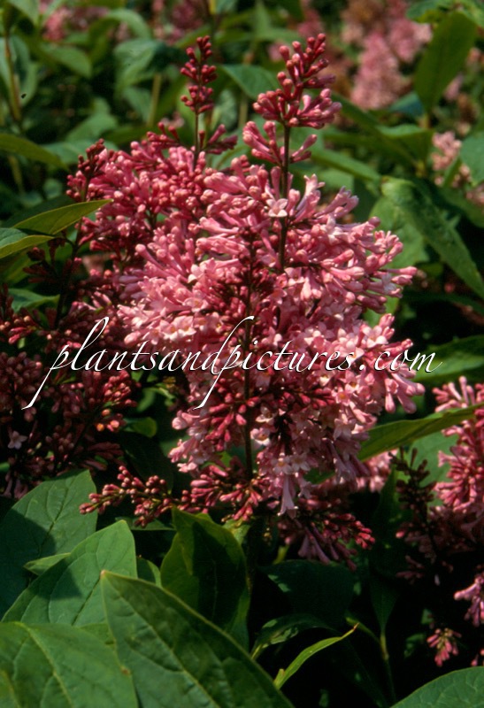 Syringa ‘James MacFarlane’