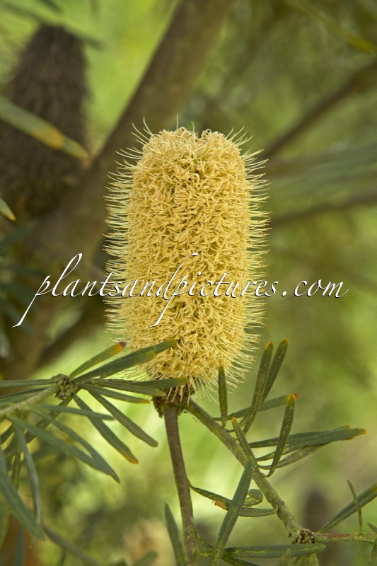 Banksia marginata