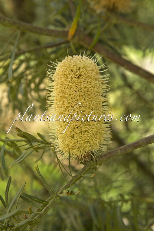Banksia marginata