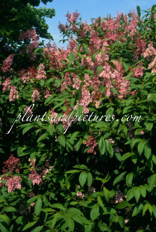 Syringa ‘James MacFarlane’