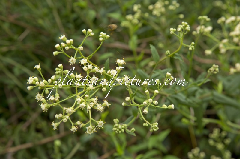 Baccharis racemosa