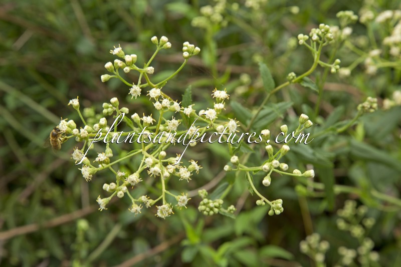 Baccharis racemosa