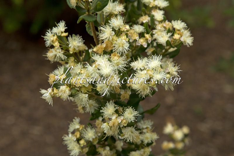 Myrceugenia colchaguensis