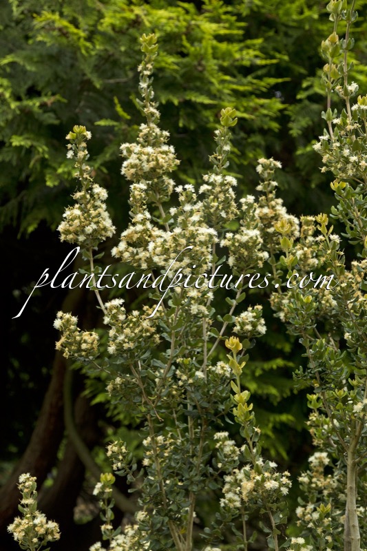 Myrceugenia colchaguensis