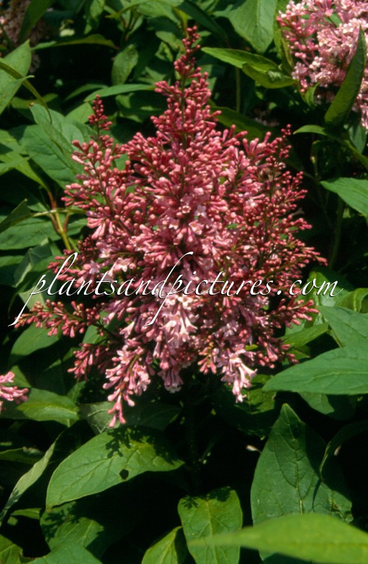 Syringa ‘James MacFarlane’