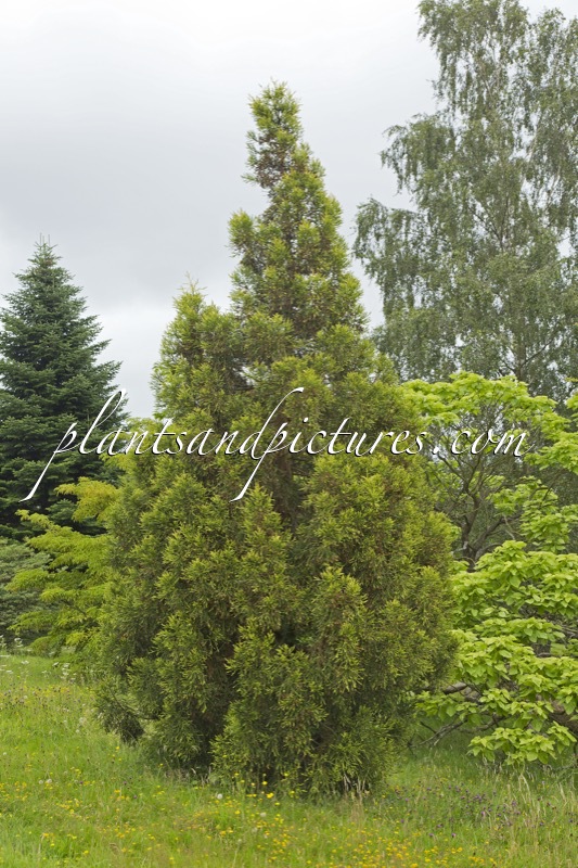 Athrotaxis laxifolia