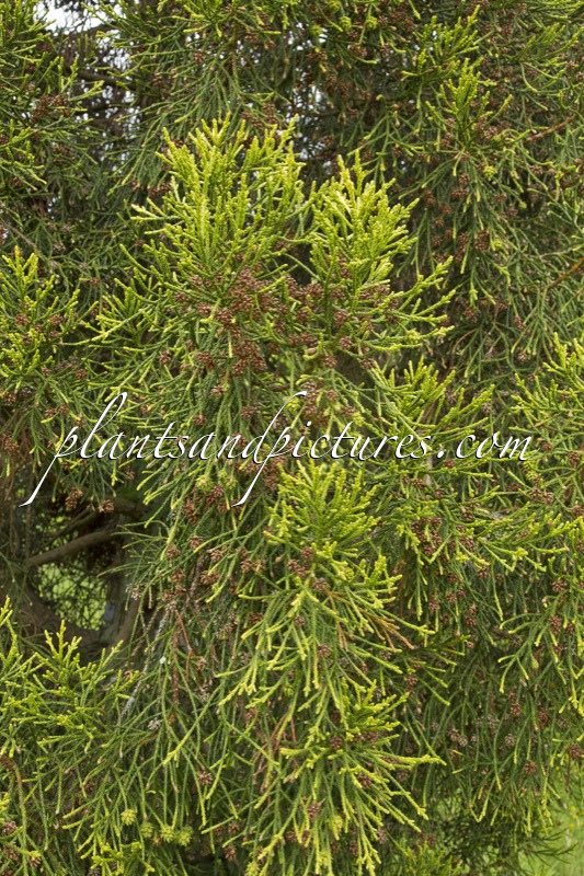 Athrotaxis laxifolia
