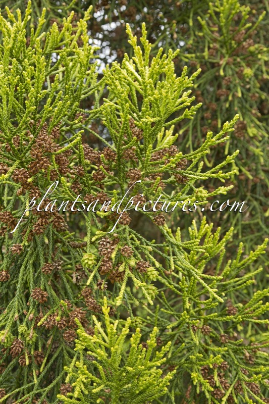 Athrotaxis laxifolia