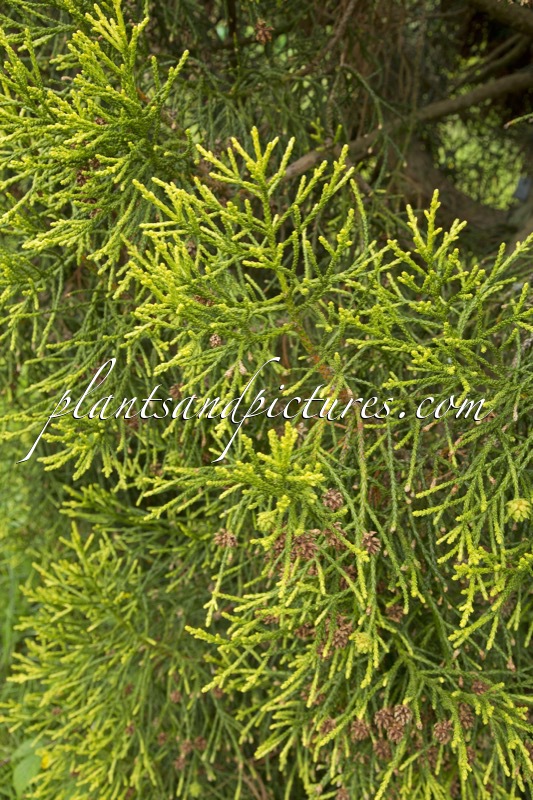 Athrotaxis laxifolia