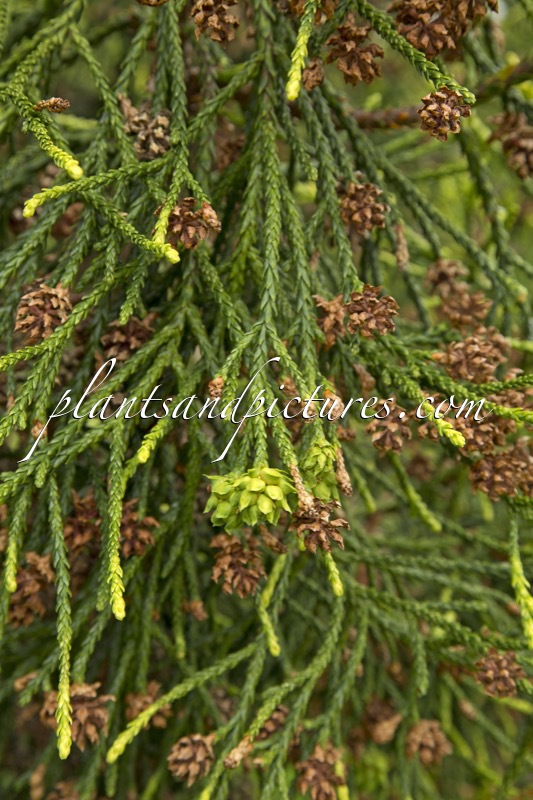 Athrotaxis laxifolia
