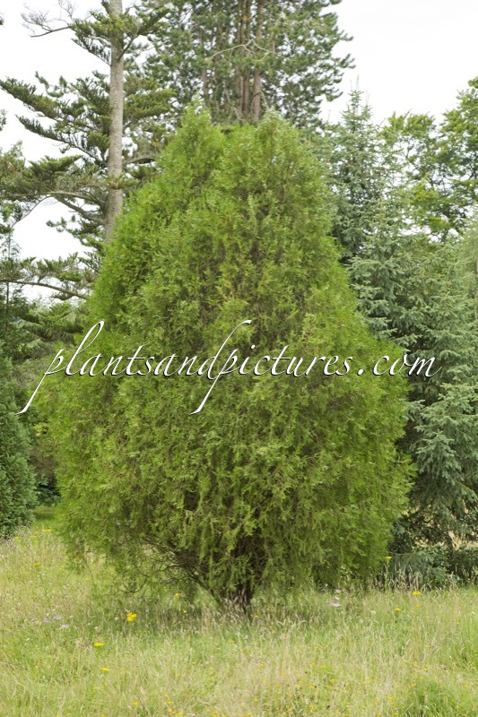 Platycladus orientalis