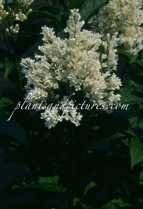 Syringa ‘Agnes Smith’