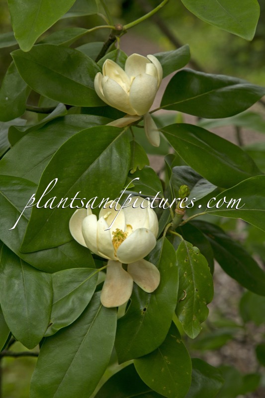 Magnolia virginiana