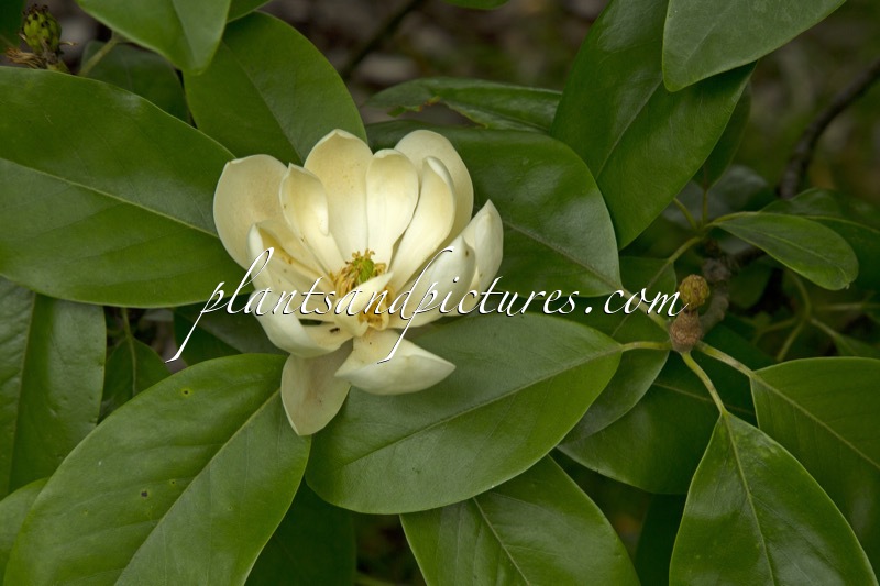 Magnolia virginiana