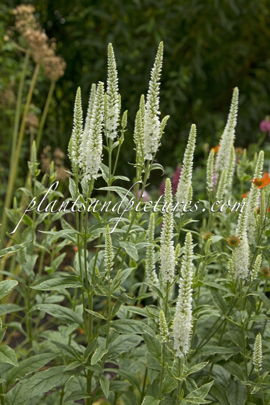 Veronica longifolia ‘Charlotte’