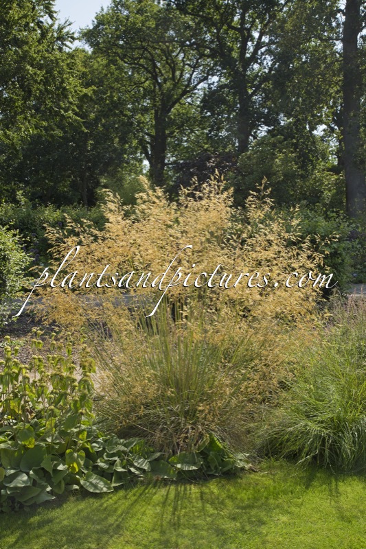Stipa gigantea