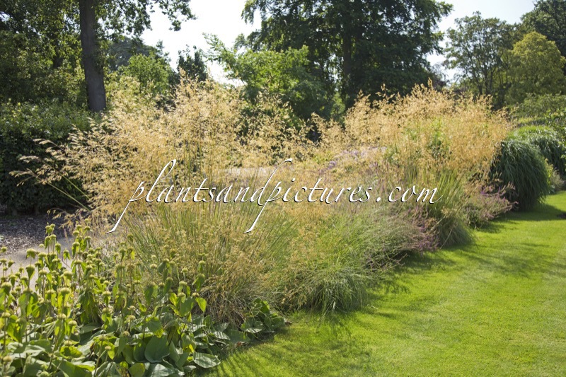 Stipa gigantea