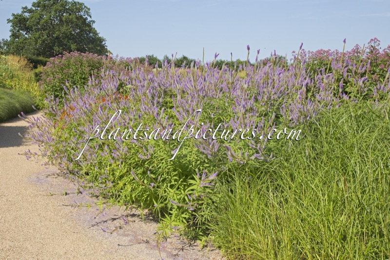 Veronicastrum virginicum ‘Fascination’