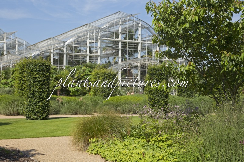 RHS Wisley Garden