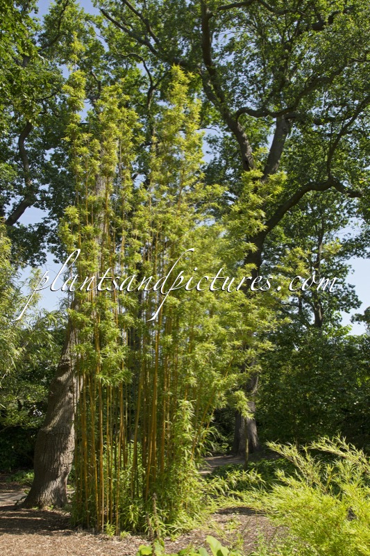 Semiarundinaria fastuosa