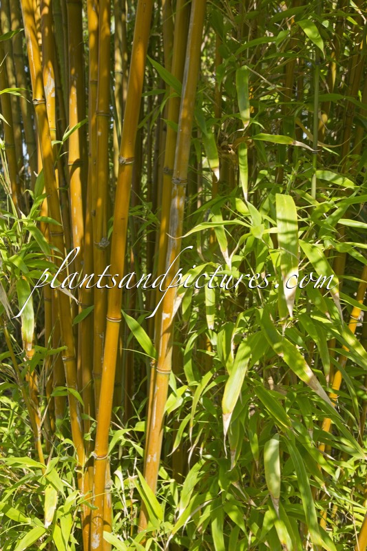 Semiarundinaria fastuosa