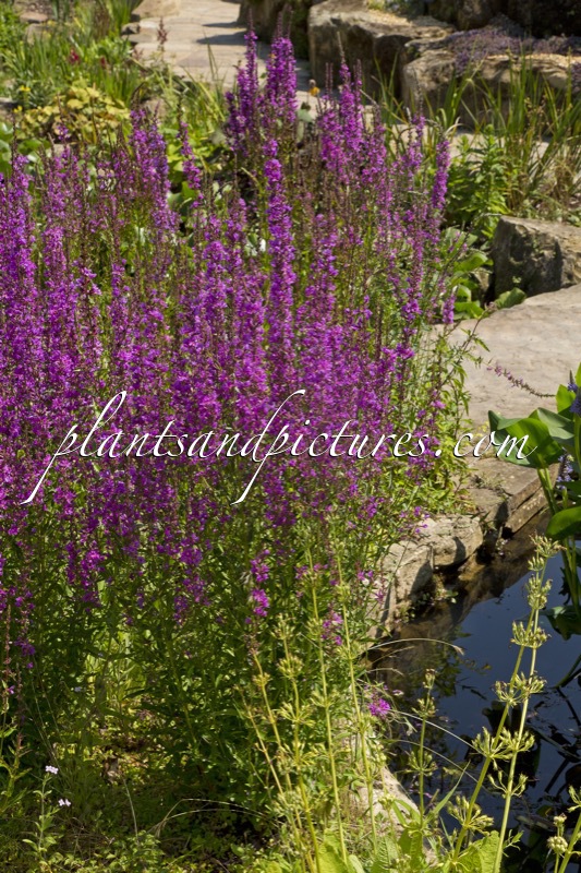 Lythrum ‘Dropmore Purple’
