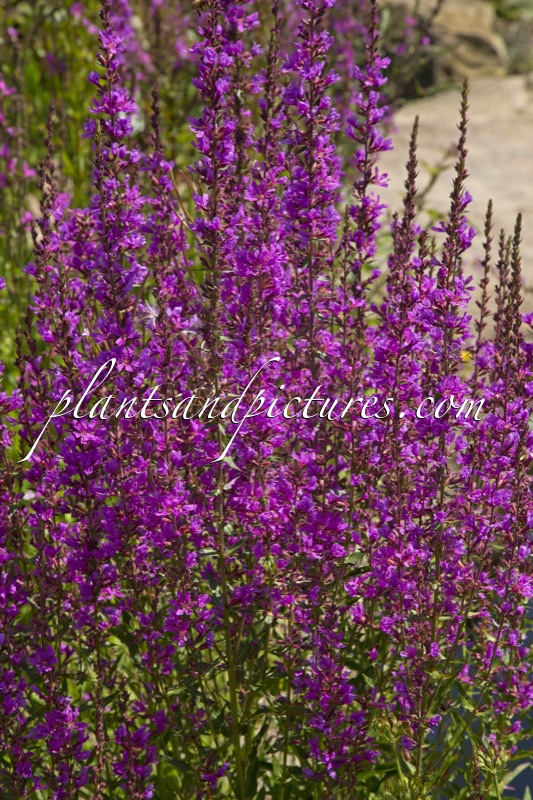 Lythrum ‘Dropmore Purple’