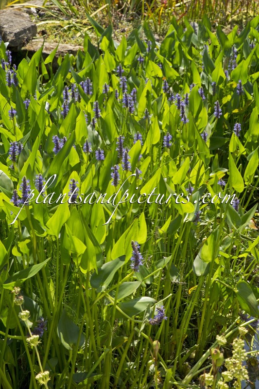 Pontederia cordata