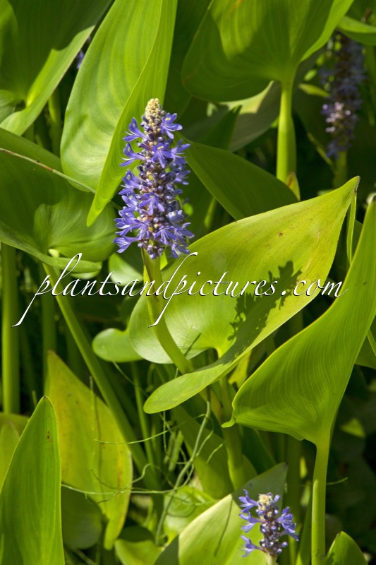 Pontederia cordata