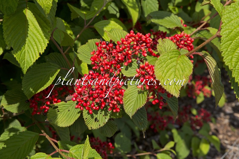 Viburnum plicatum ‘Tennessee’