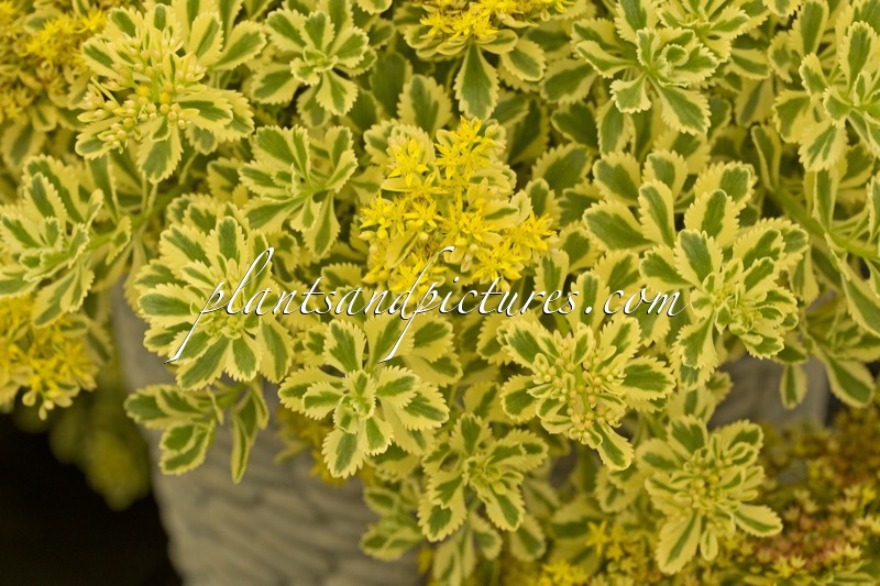 Sedum takesimense ‘Nonsitnal’ (ATLANTIS)