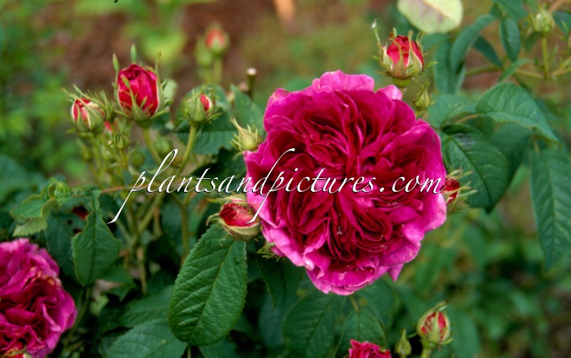 Rosa ‘Charles de Mills’