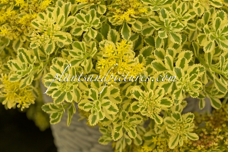 Sedum takesimense ‘Nonsitnal’ (ATLANTIS)