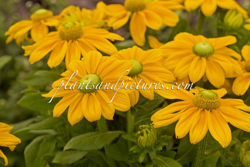 Rudbeckia hirta ‘Bullrudi 09’ (SUNBECKIA OPHELIA)