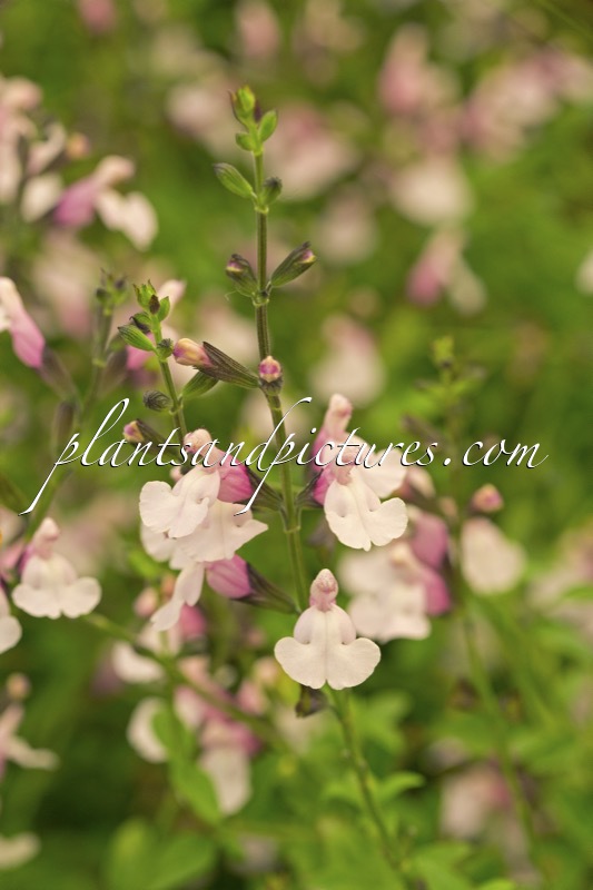 Salvia jamensis ‘Delice Roselilac’